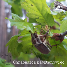 Zwalczanie chrabąszcza majowego oraz kasztanowca