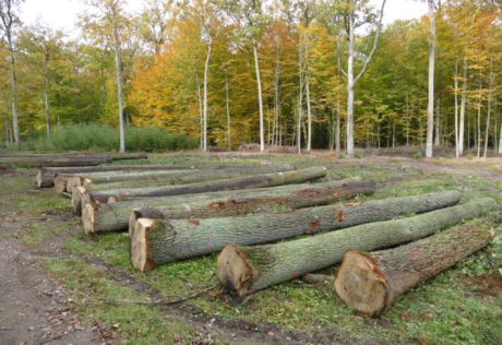 Łódzkie Aukcje Drewna  Specjalnego – 2023